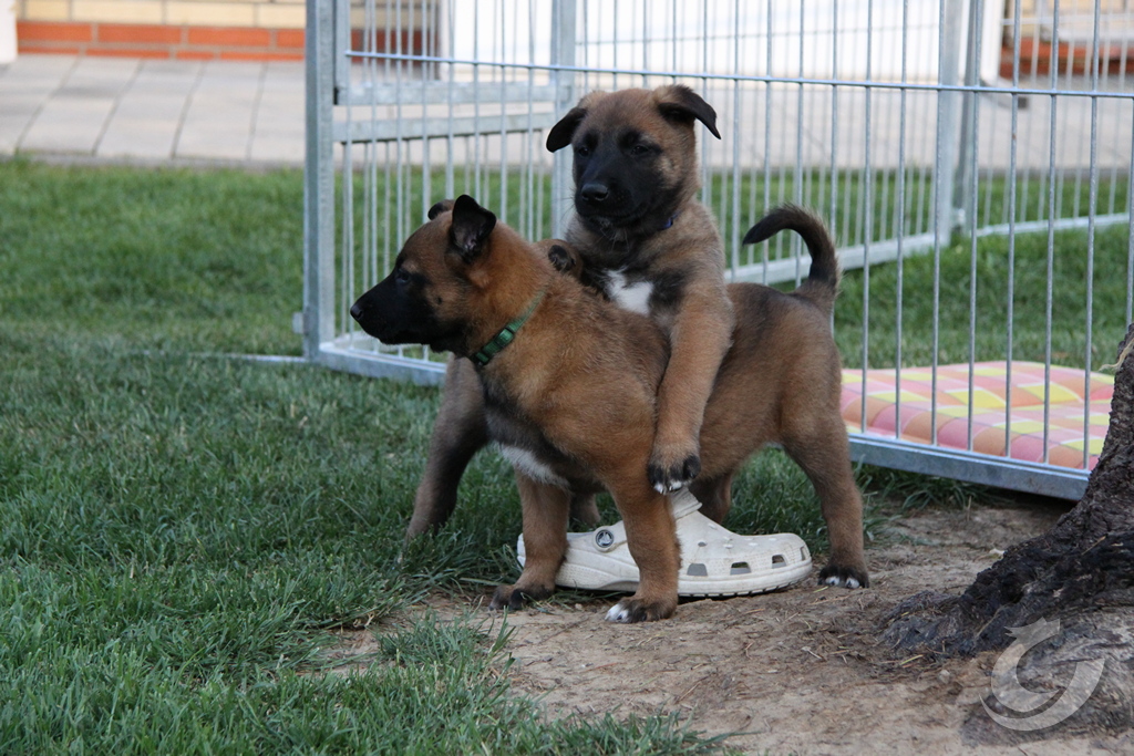 Malinois vom roten Drachen D - Wurf - Woche 6