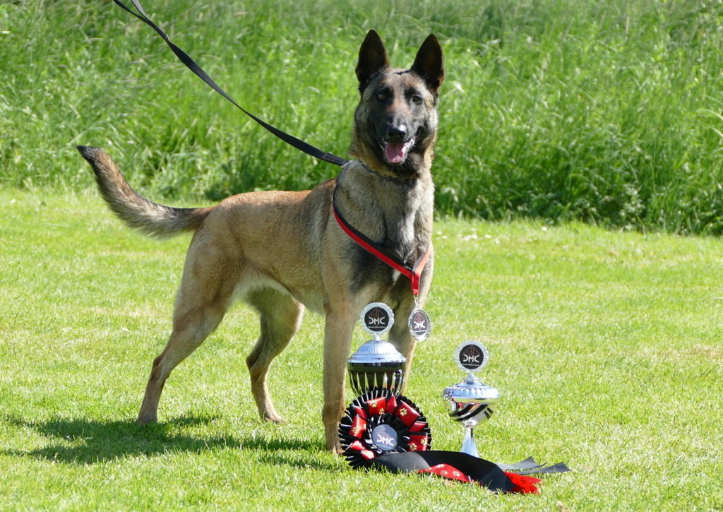 Qubi vom schnellen Fuchs - Hundesport - DMC Clubschau Siegerin 2018