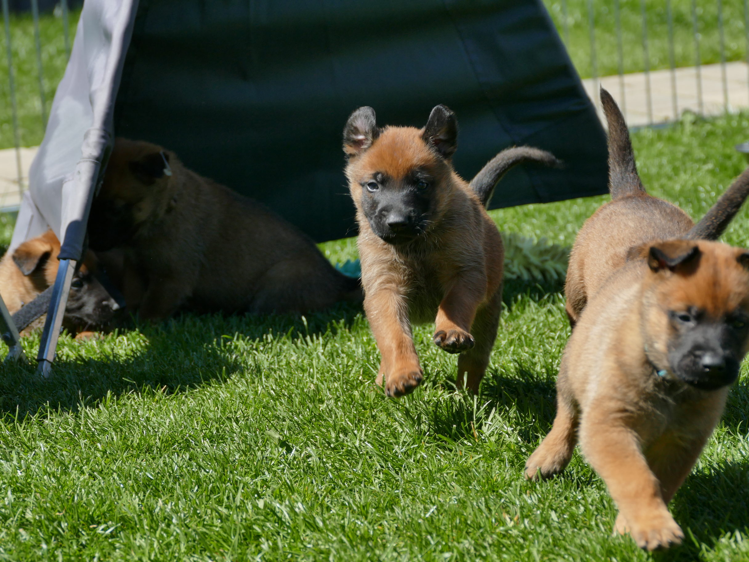 H-Wurf: 19.03.2020, Qubi vom schnellen Fuchs - Malinois vom roten Drachen